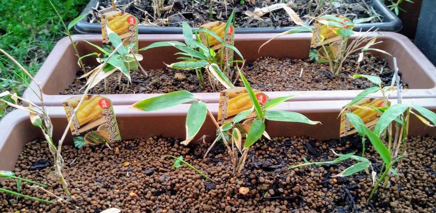 九州で根曲がり竹の栽培